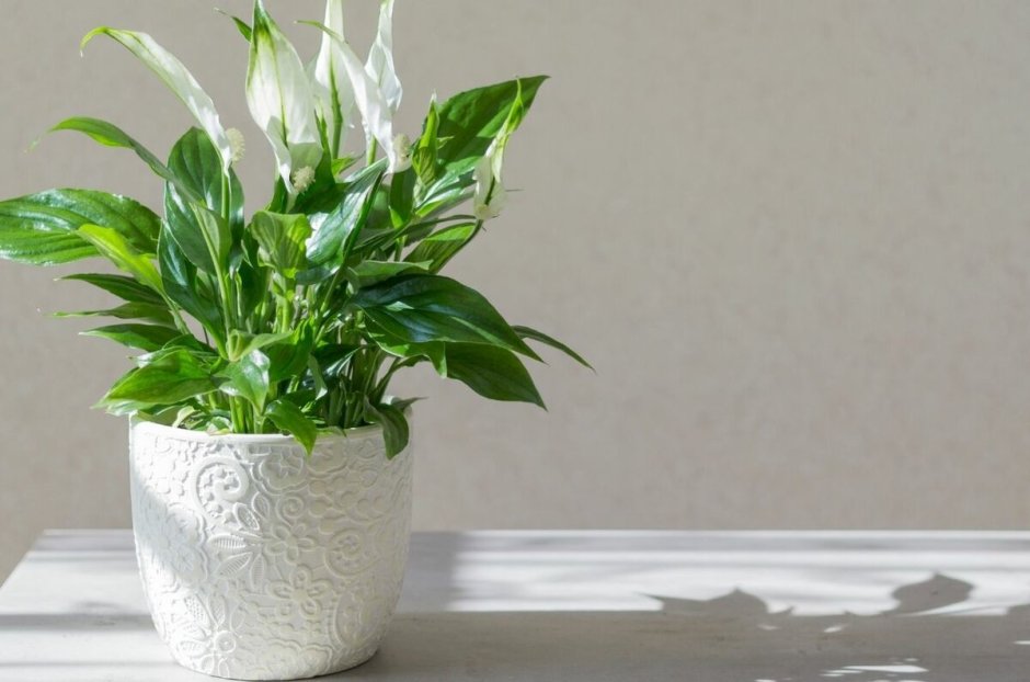 Спатифиллум Перл Купидо