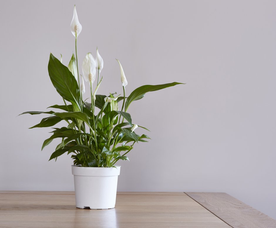 Спатифиллум геликониелистный (Spathiphyllum heliconiifolium)