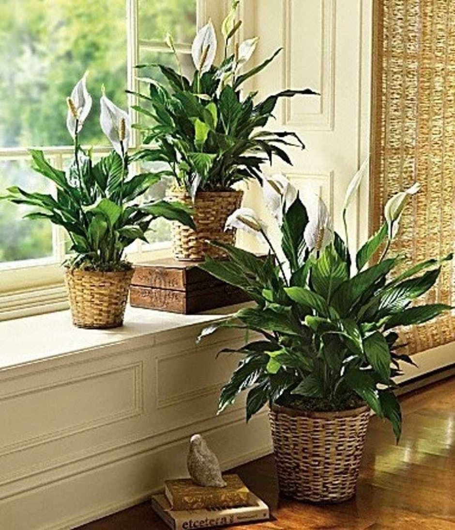 Спатифиллум в интерьере композиции