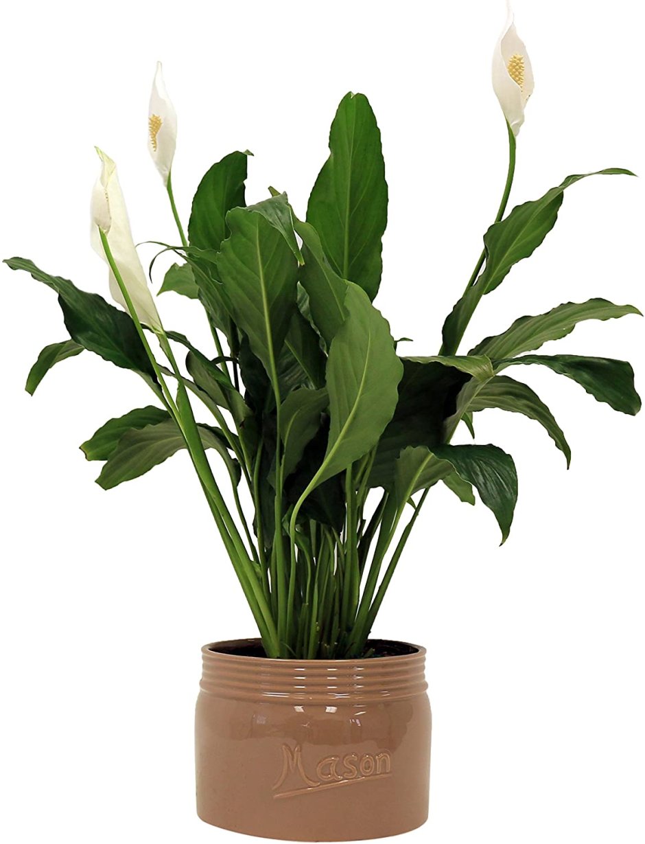 Спатифиллум (Peace Lily)