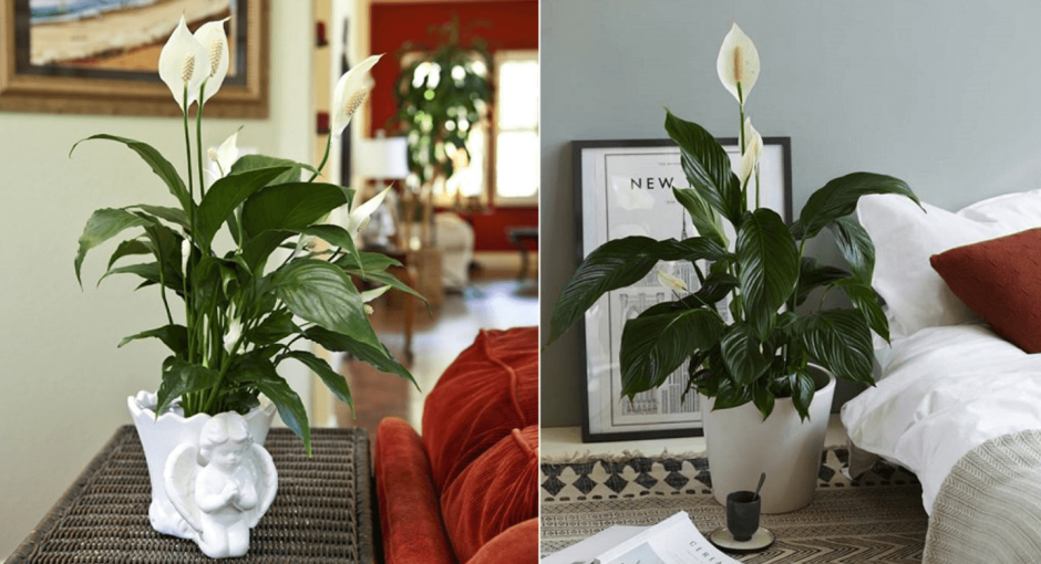 Спатифиллум женское счастье