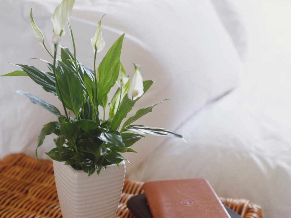 Растения в горшках в интерьере