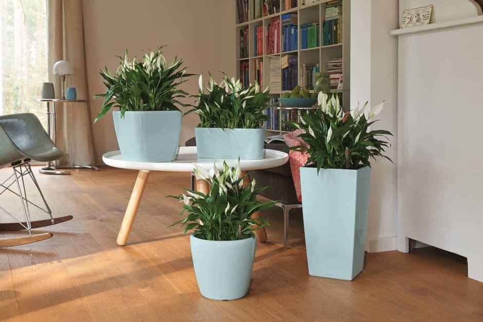 Спатифиллум неприхотливое растение