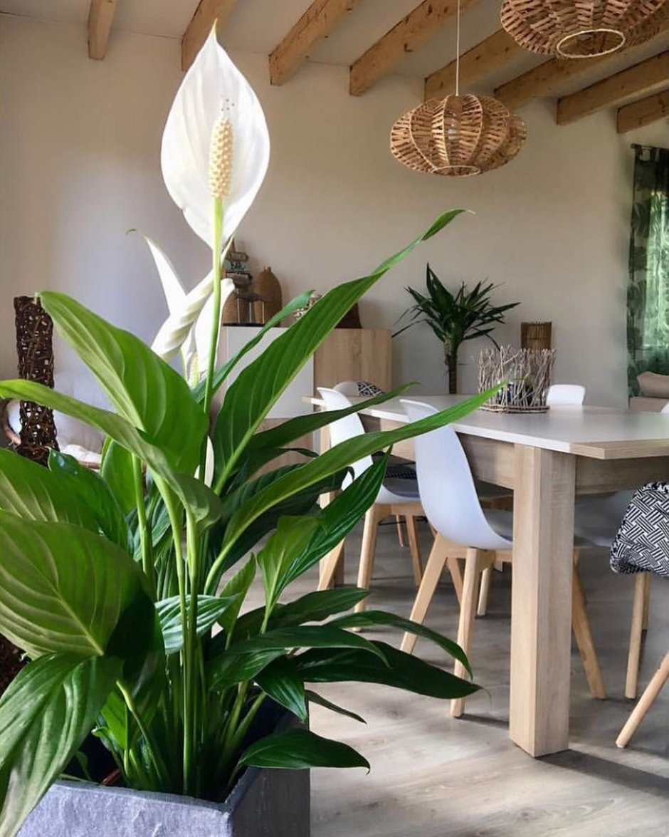 Кашпо Lechuza Cubeto Stone 30