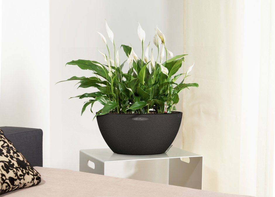 Спатифиллум в больших горшках фото в интерьере квартиры фото дизайн