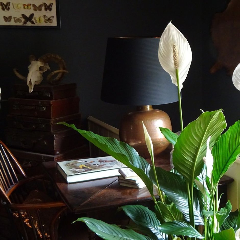 Комнатные растения в спальне