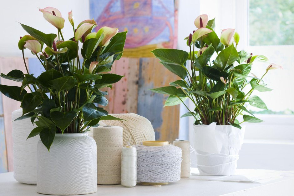 Спатифиллум икеа