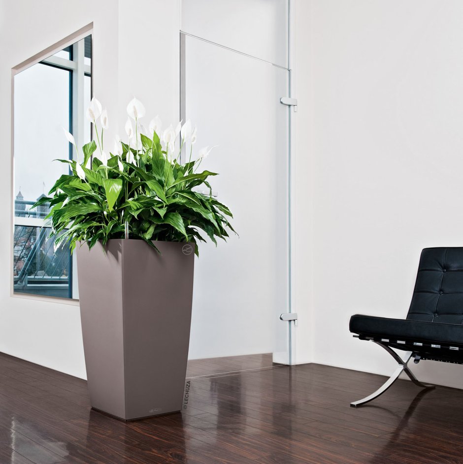 Какие уличные цветы нельзя держать в доме