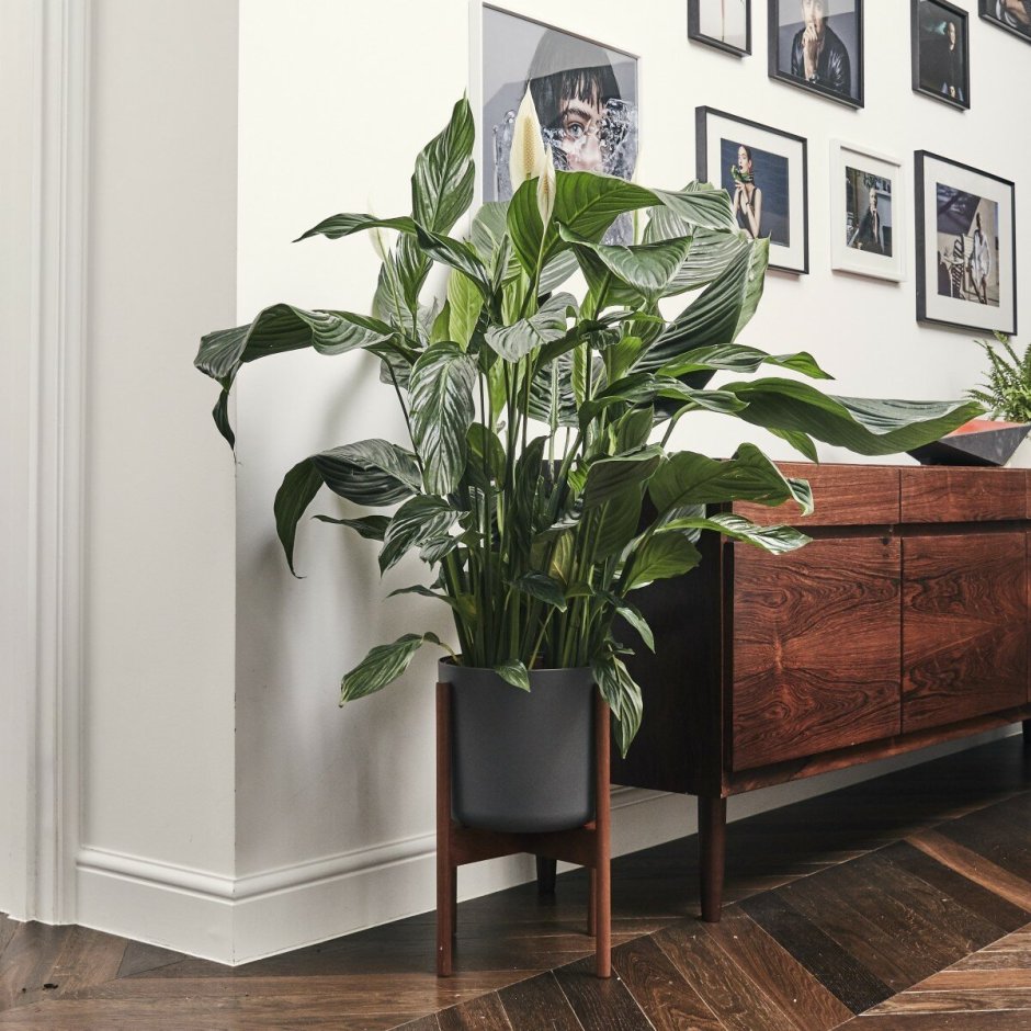 Спатифиллум в лофте