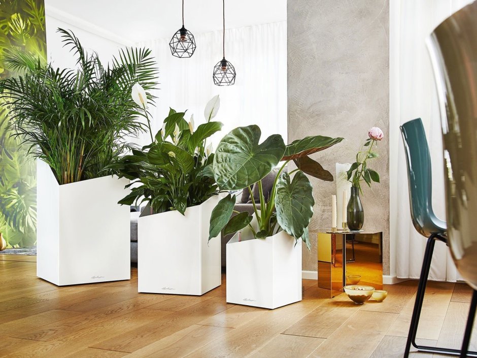 Спатифиллум Альба