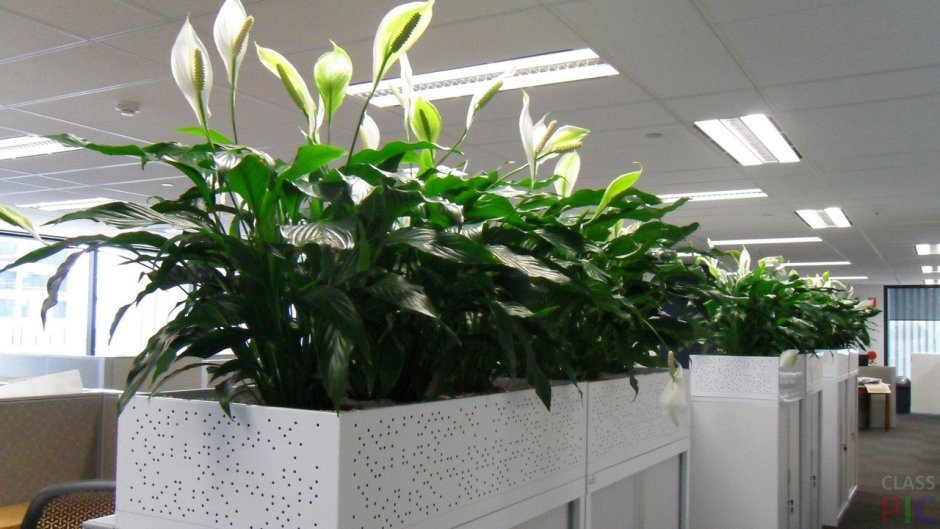 Сансевиерия в напольном кашпо