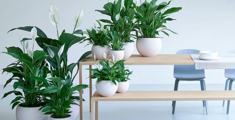 Спатифиллум Альба