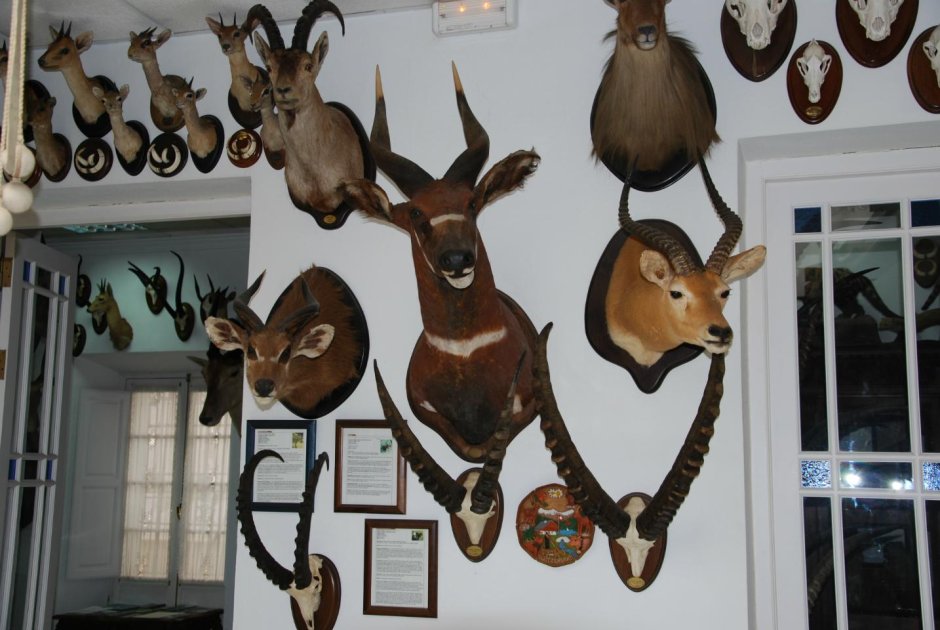 Головы зверей на стену