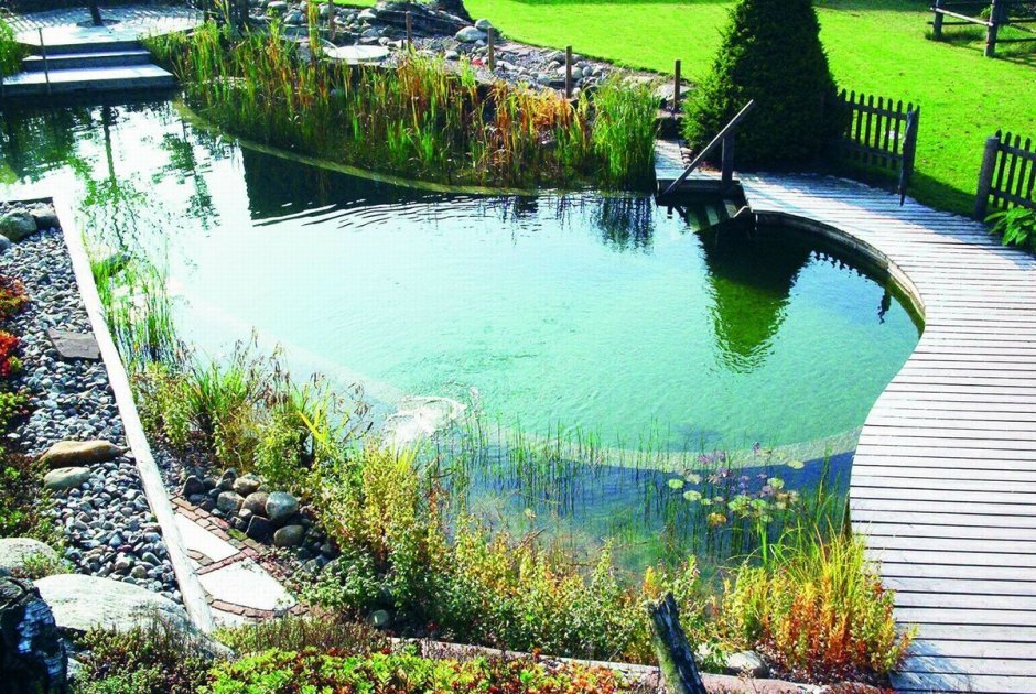 Плавательный пруд-естественный бассейн в саду