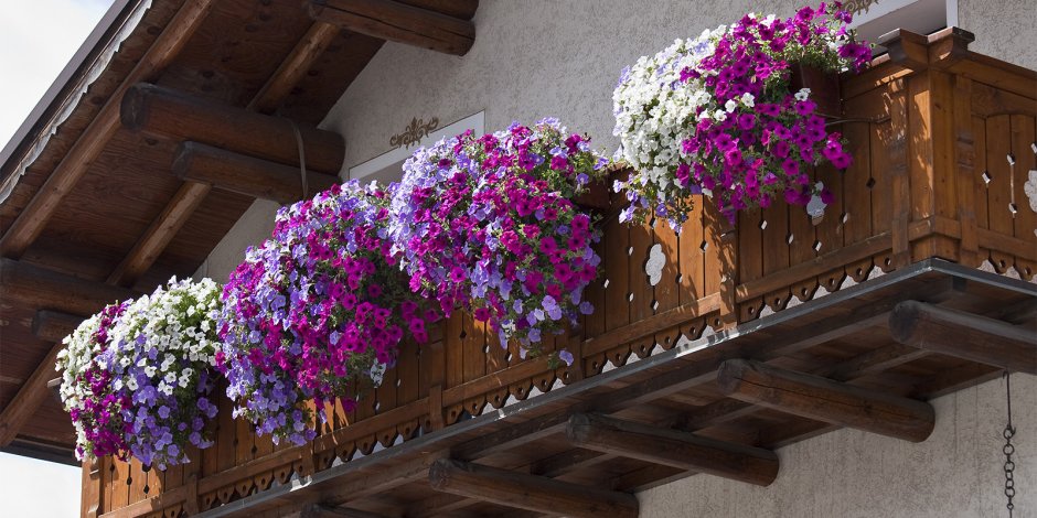 Петуния балконная синяя