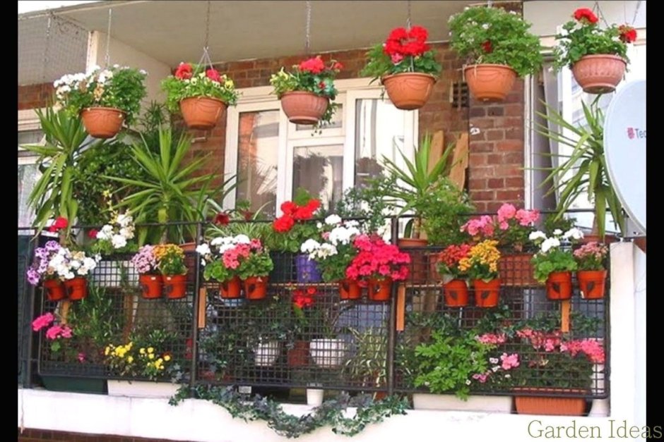 Петуния ампельная Цветущий балкон