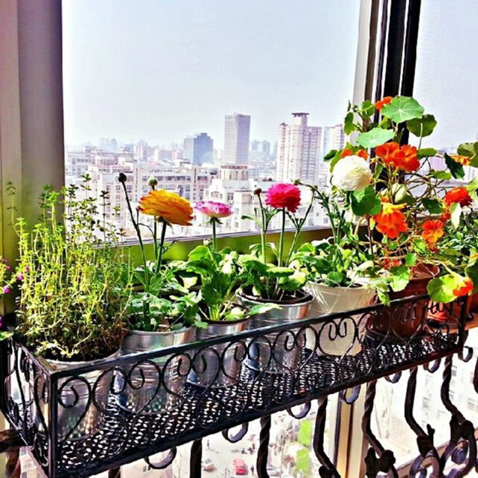 Петуния балкон Джульетты