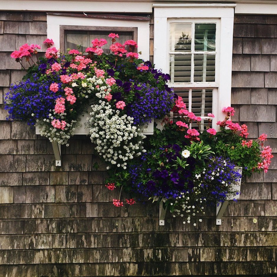 Пеларгония ампельная фуксия