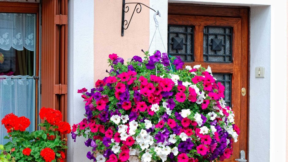 Калибрахоа лобелия дихондра