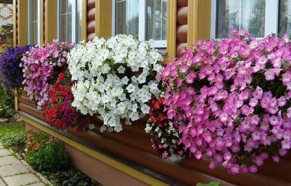 Петуния, герань цветы, Алиса, лобелия