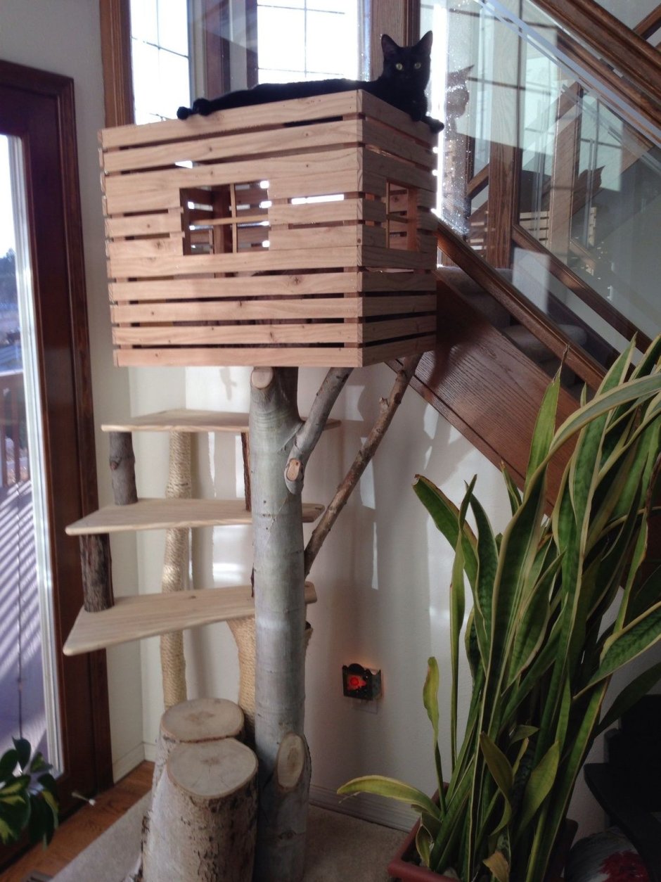 Домик для кота в квартире