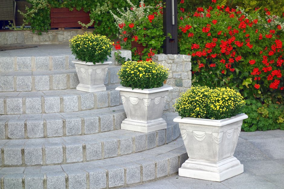 Вазон Генуя