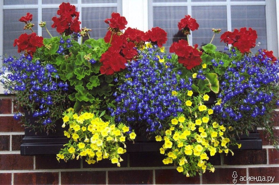 Цветы для балконных ящиков