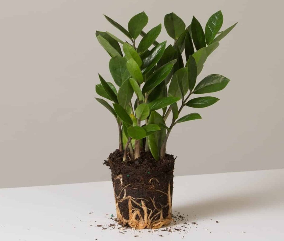 Фикус замиокулькас