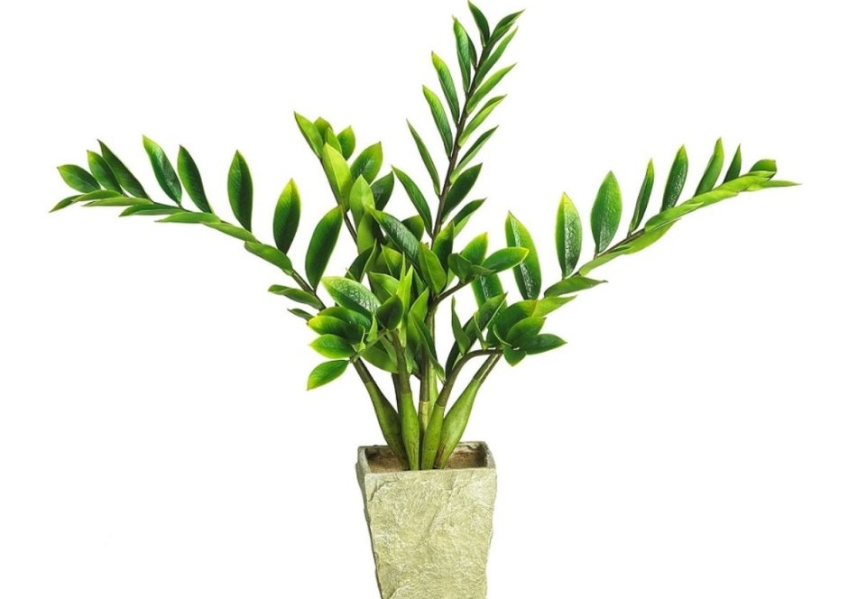 Замиокулькас долларовое дерево