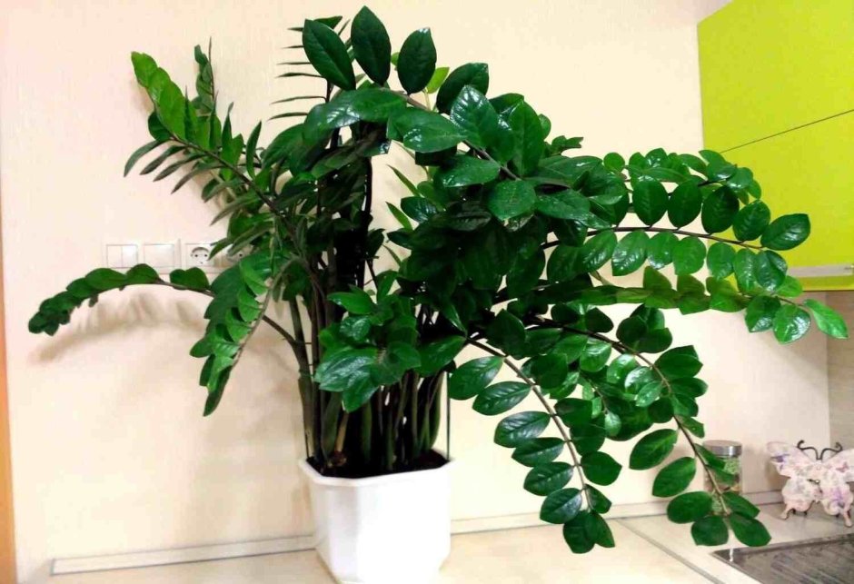 Комнатный цветок замиокулькас