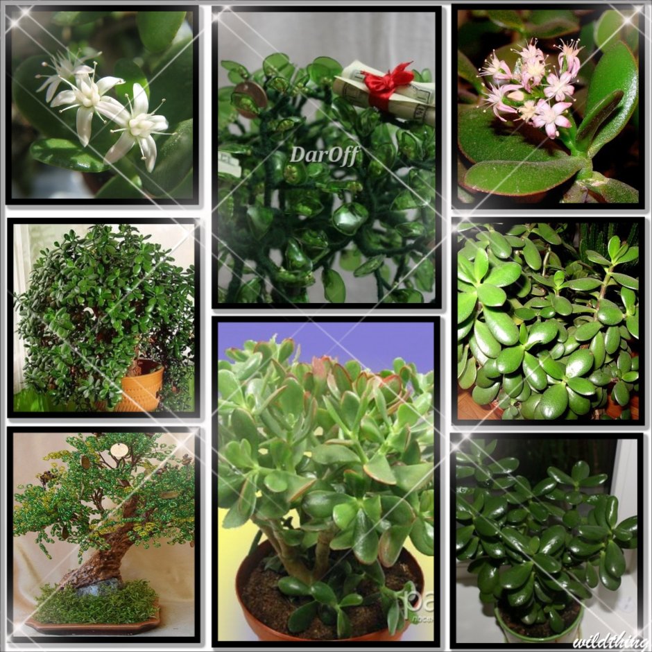 Долларовое дерево толстянка