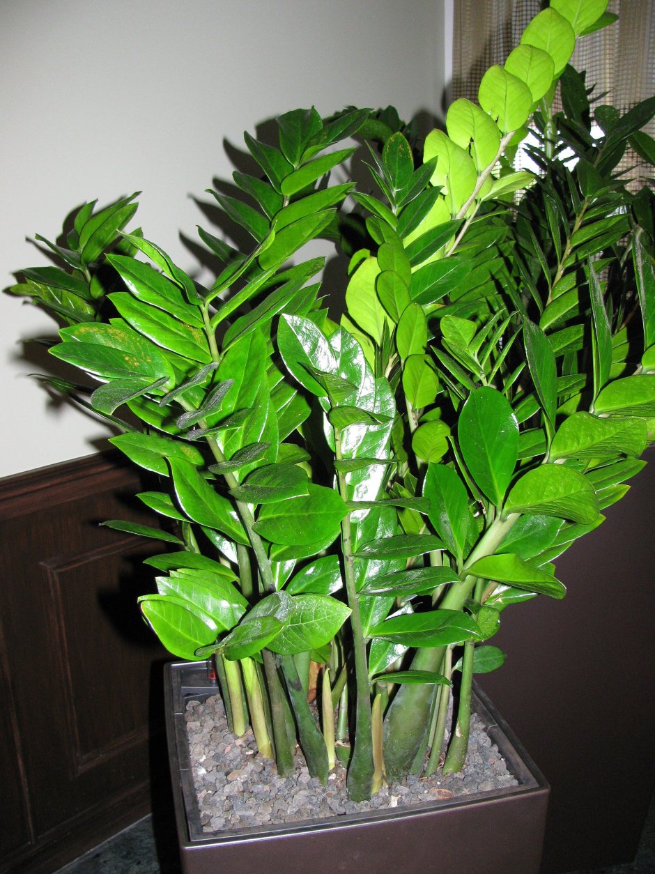 Замиокулькас замиелистный