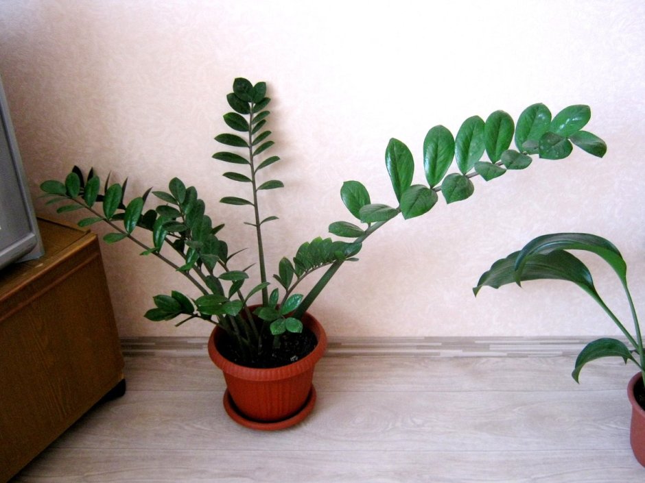 Долларовое дерево цветок