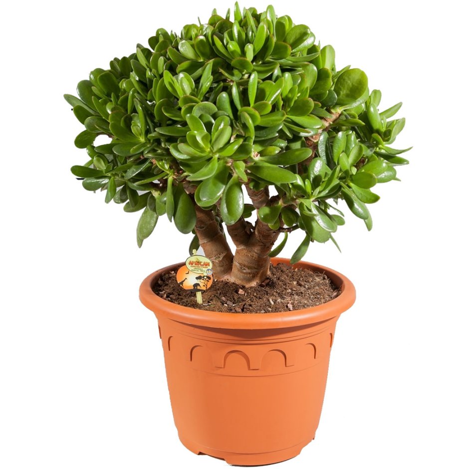 Крассула Овата