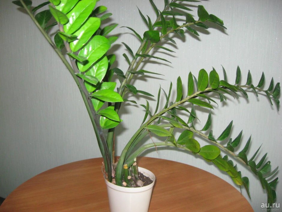 Долларовая Пальма замиокулькас