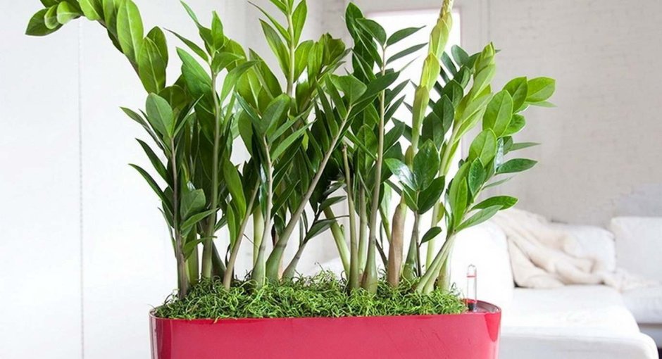 Комнатный цветок замиокулькас