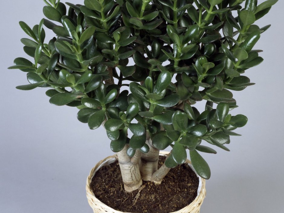 Толстянка денежное дерево