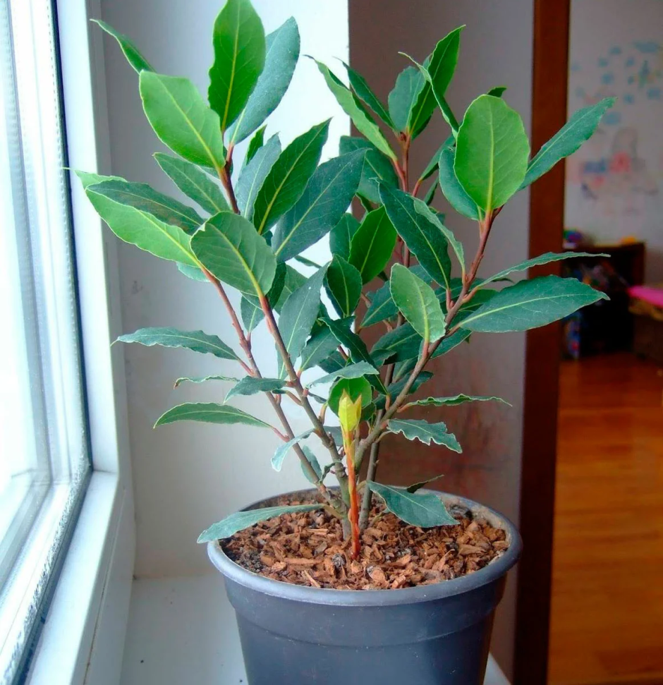 Лавр благородный комнатное