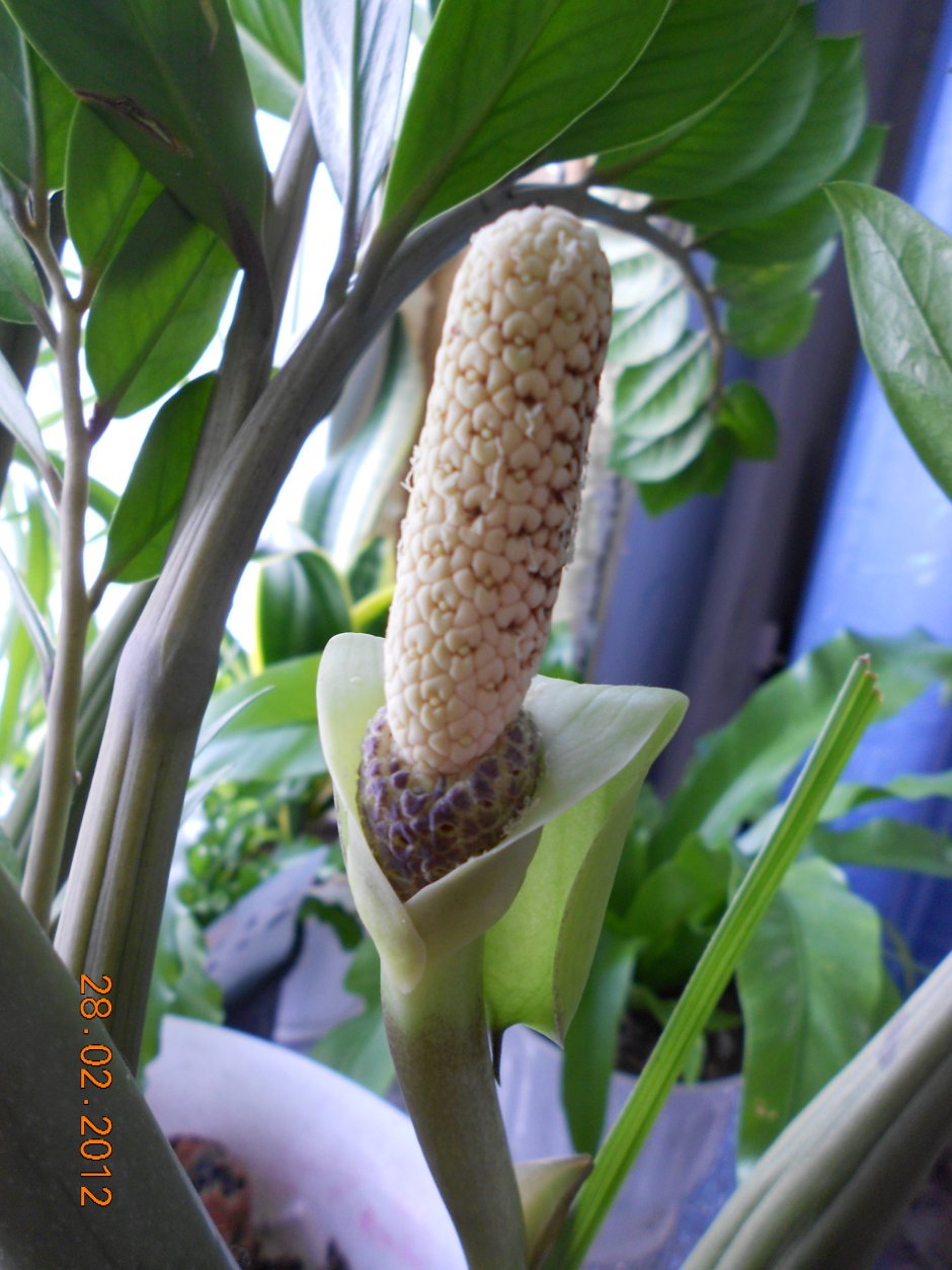 Замиокулькас цветет