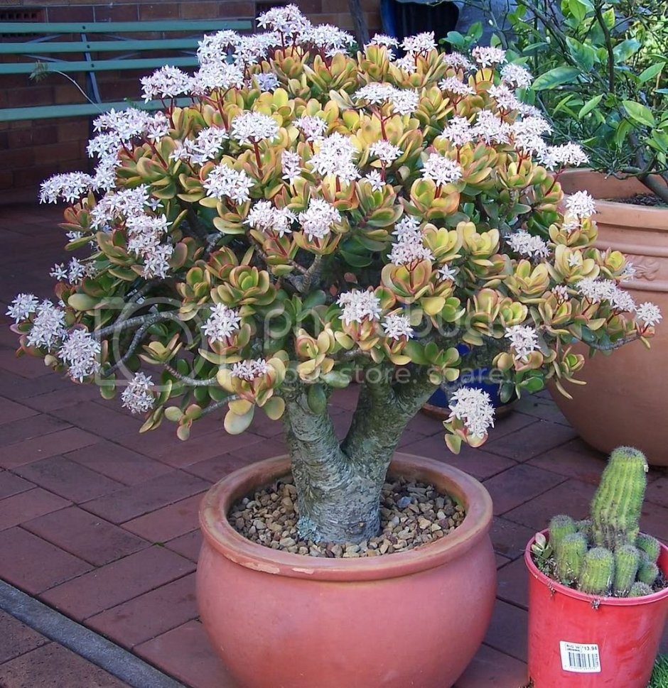 Толстянка денежное дерево