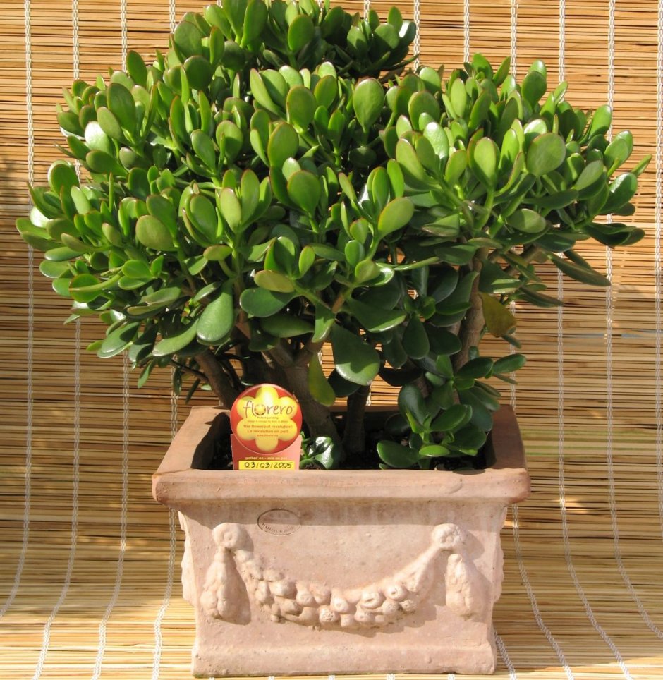 Крассула Овата денежное дерево