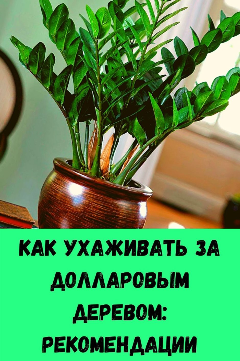 Комнатный цветок замиокулькас