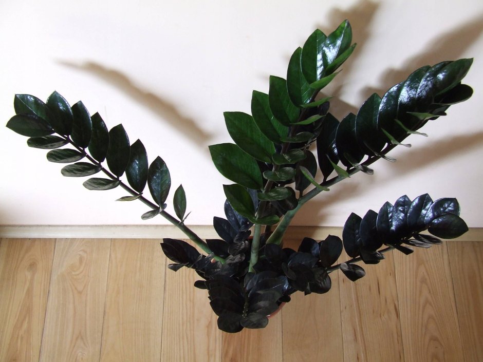 Замиокулькас черный равен