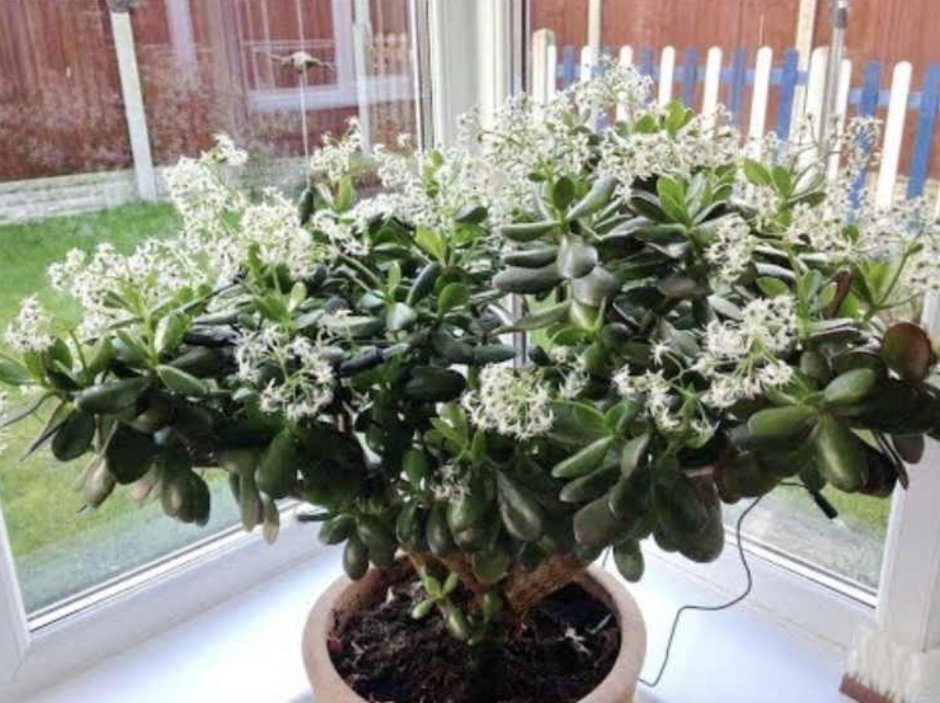 Крассула цветение