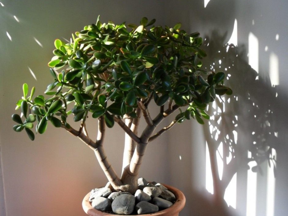 Крассула (денежное дерево)