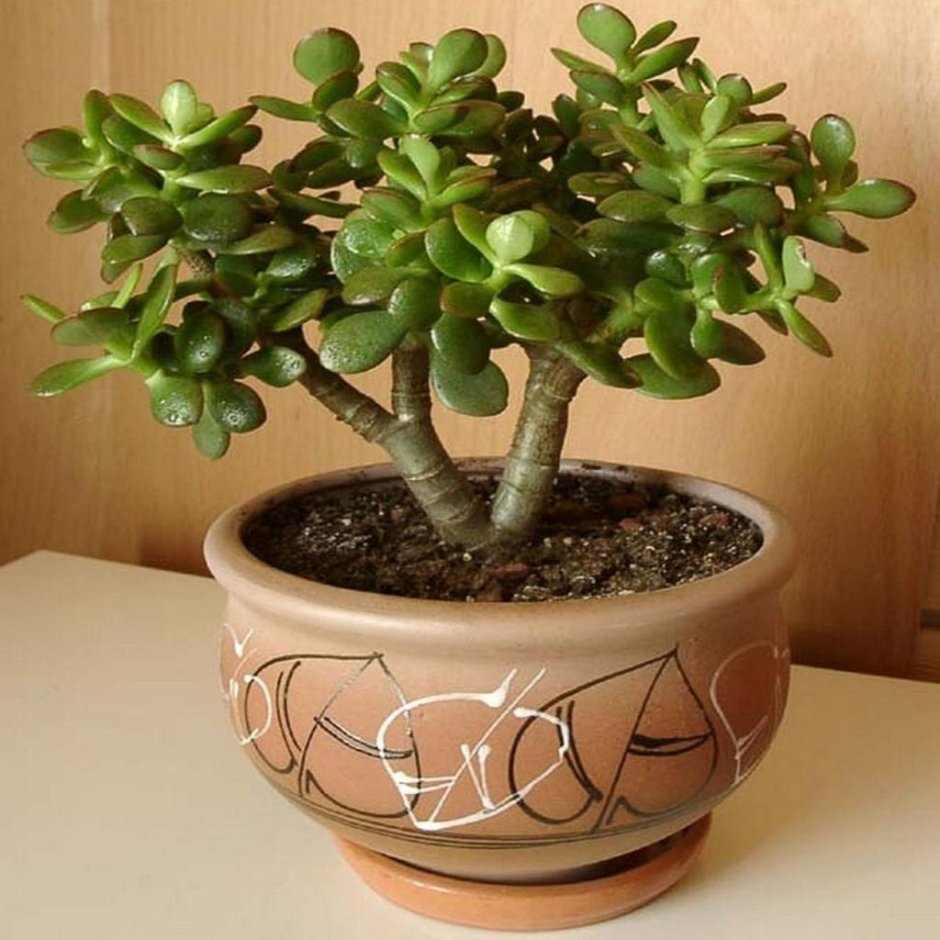 Крассула Бен