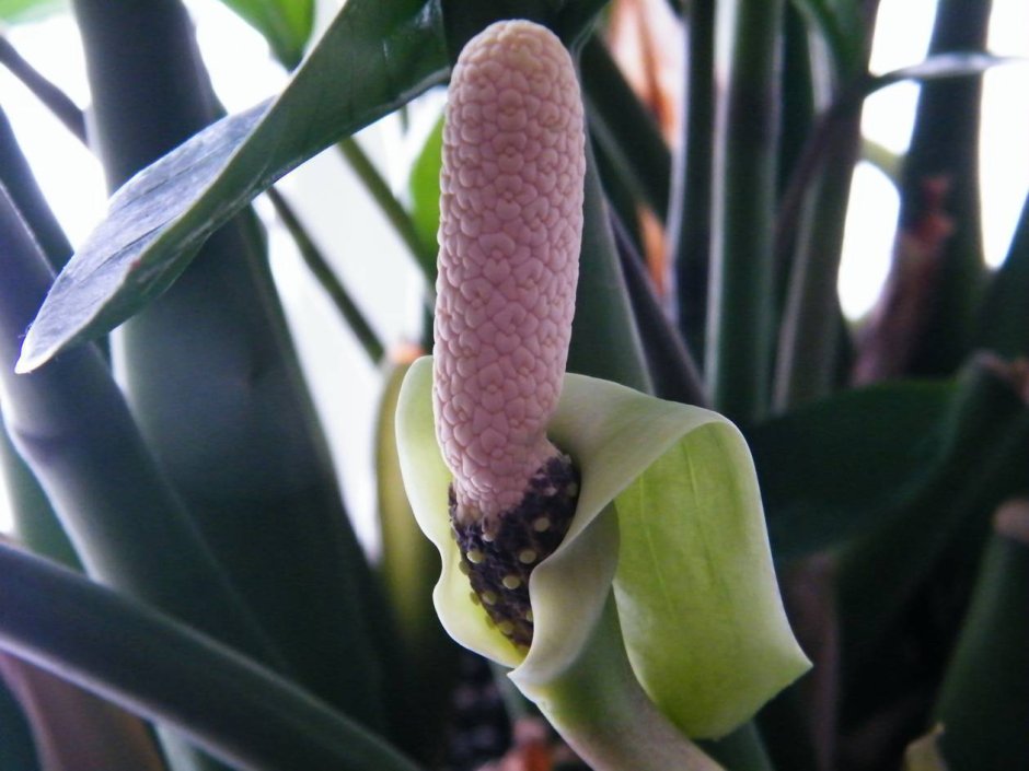 Замиокулькас цветет