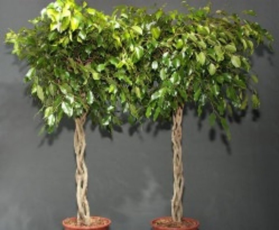 Фикус Бенджамина переплетенный