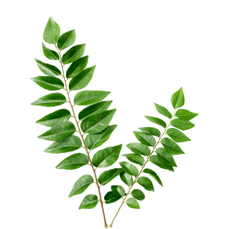 Лист растения карри