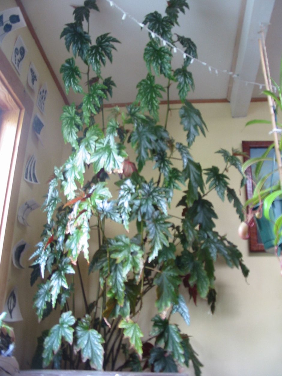 Бегония Satin Shell